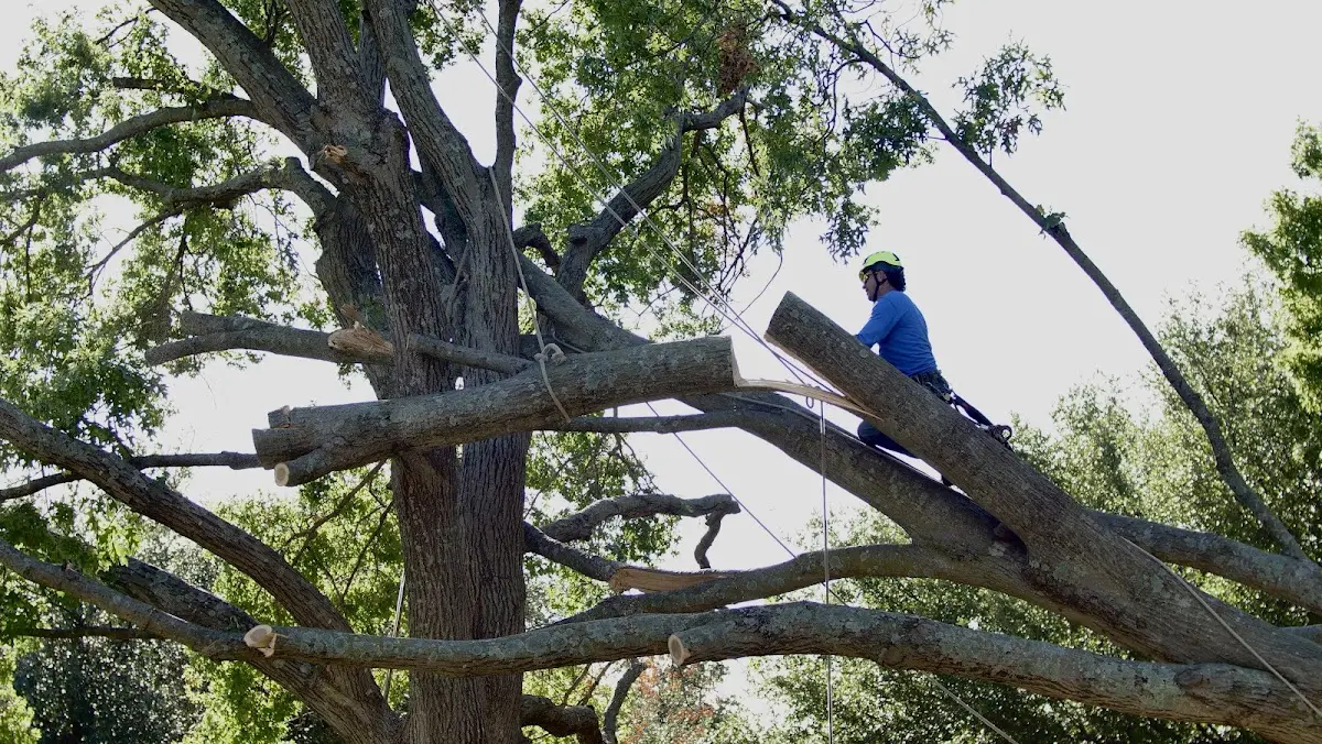Professional Crown Thinning performed by certified arborists in Jennings