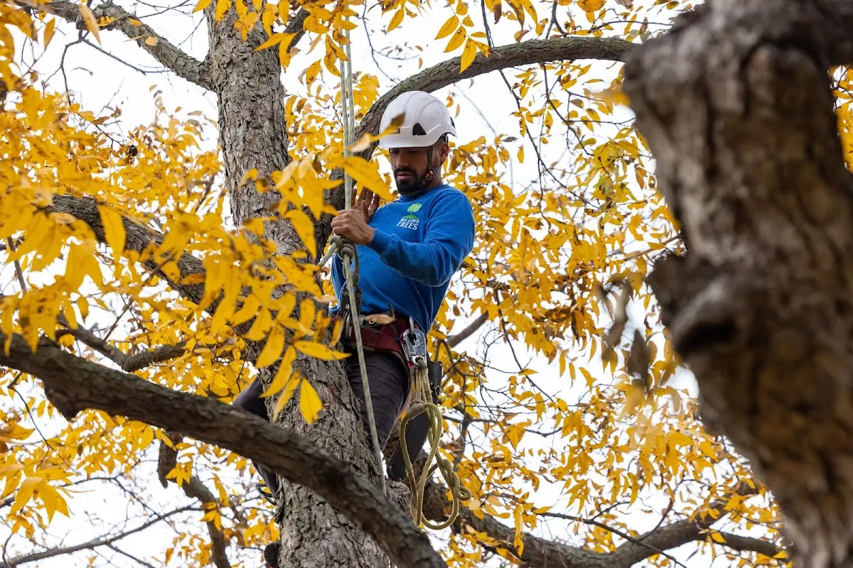 Skilled Storm Damage Cleanup crew working in Jennings